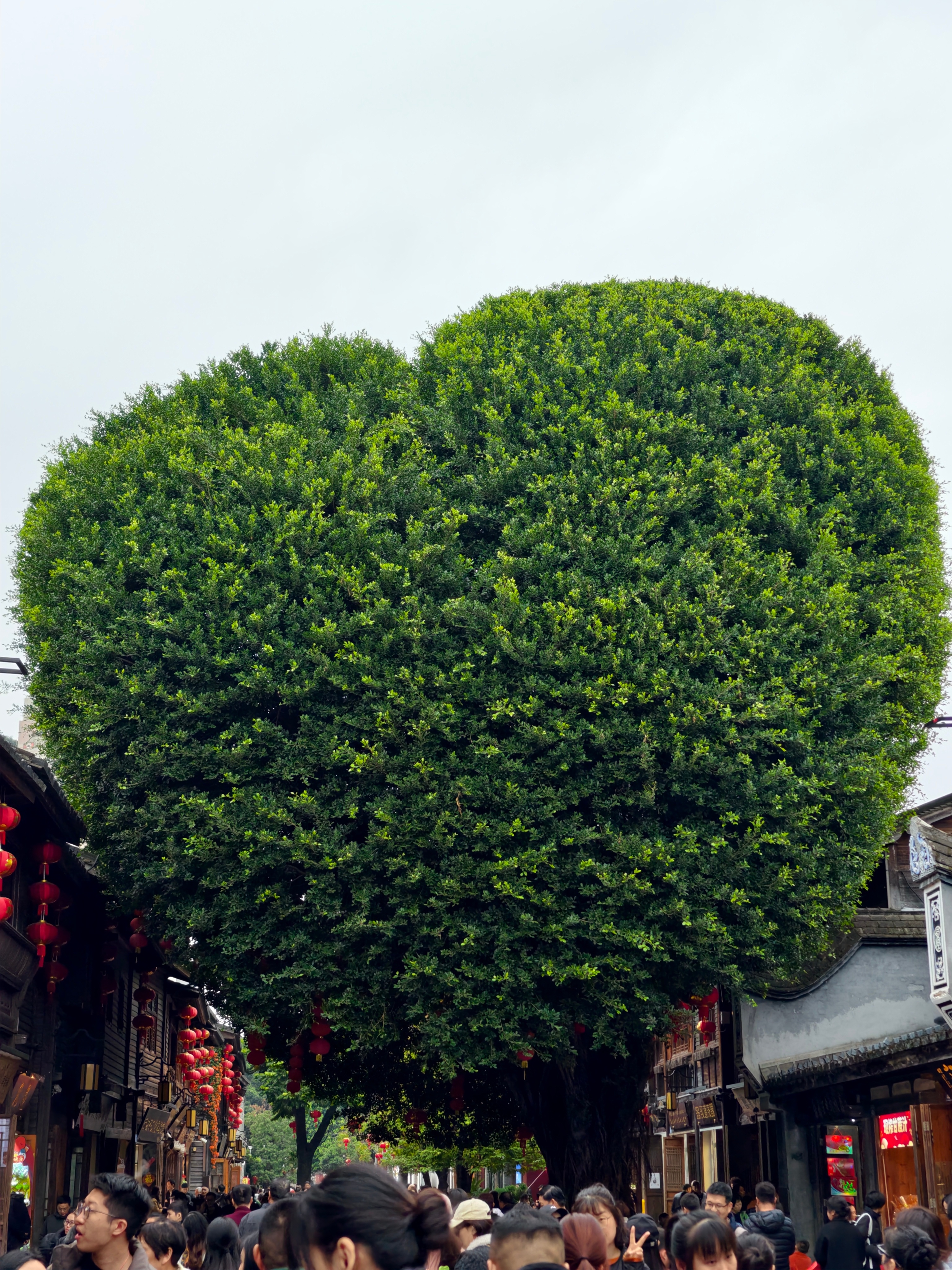 有多少人来福州是为了这棵爱情树来的？ 福州