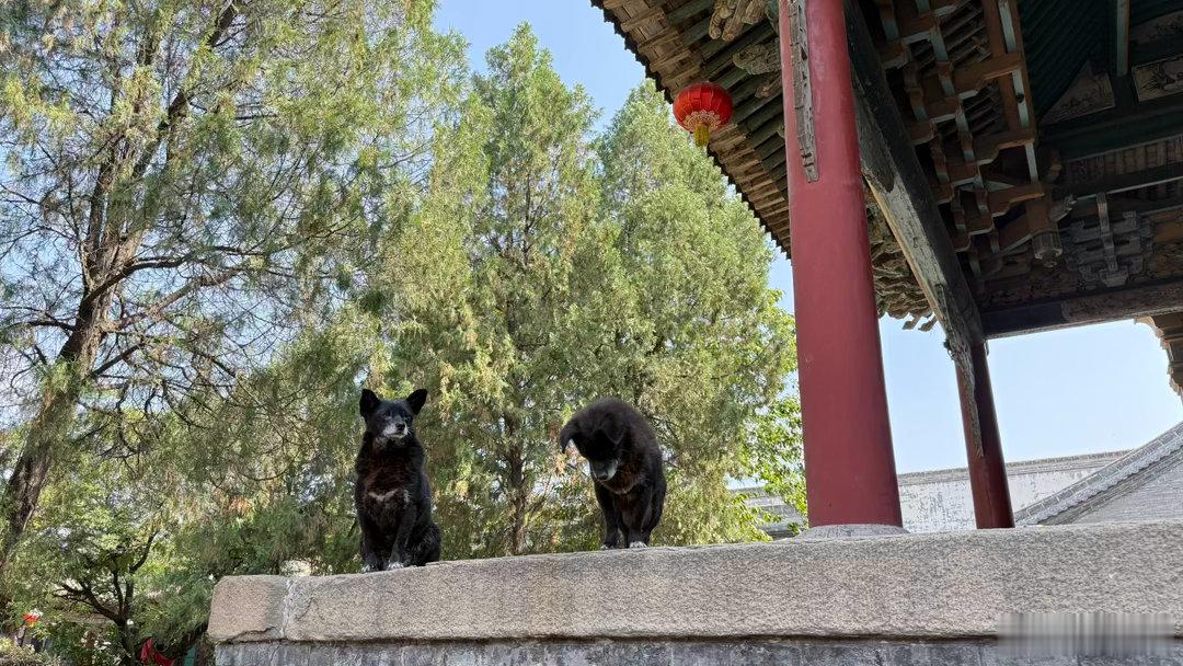 与游人互动的狗狗 ​​​