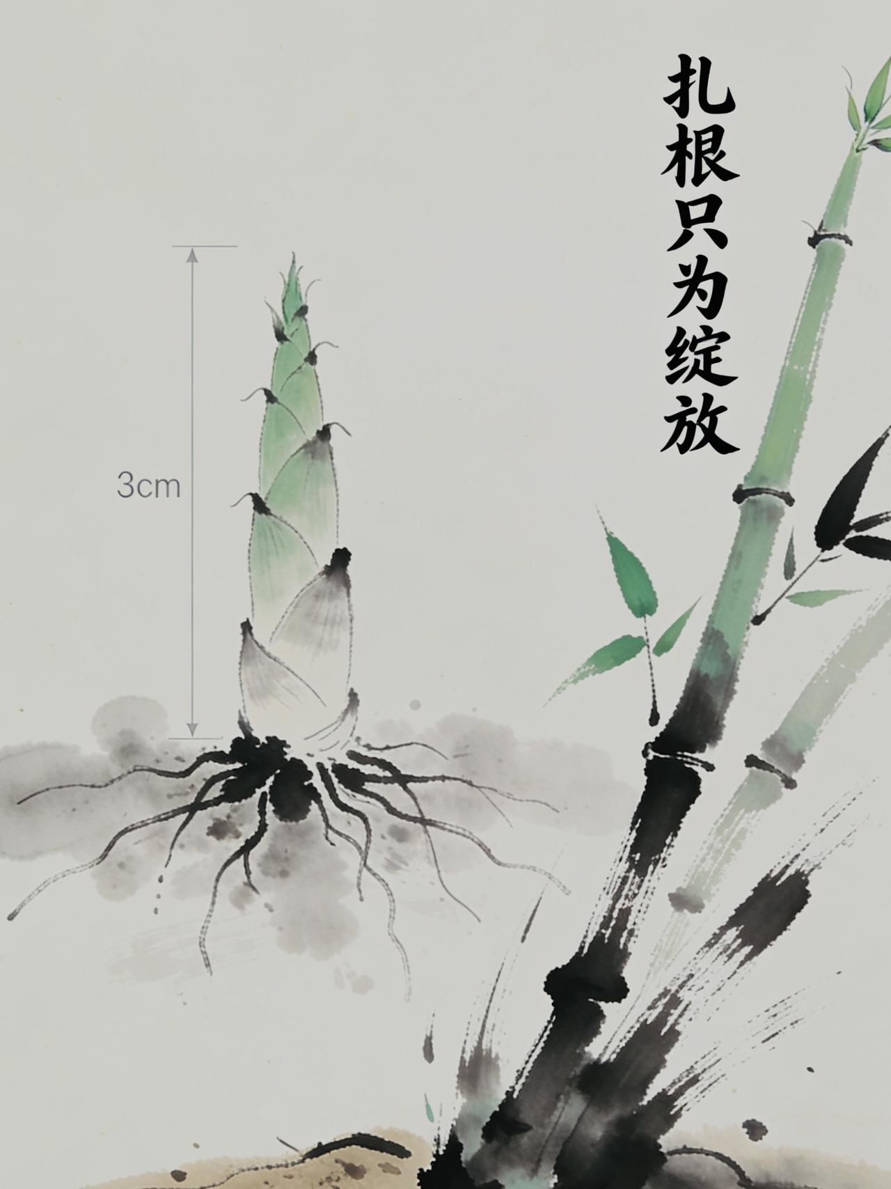 “竹子用4年时间仅长3厘米，但从第5年开始，每天以30厘米的速度疯狂生长。前面的