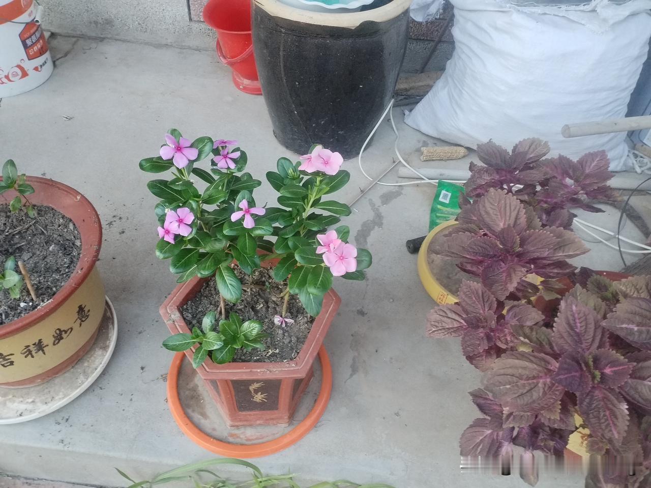 小区里的生活趣事真有意思，门口保安和老人们对师友的行踪还是充满神秘感呢！[赞][