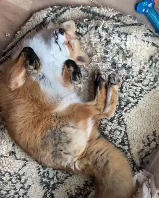 狐狸