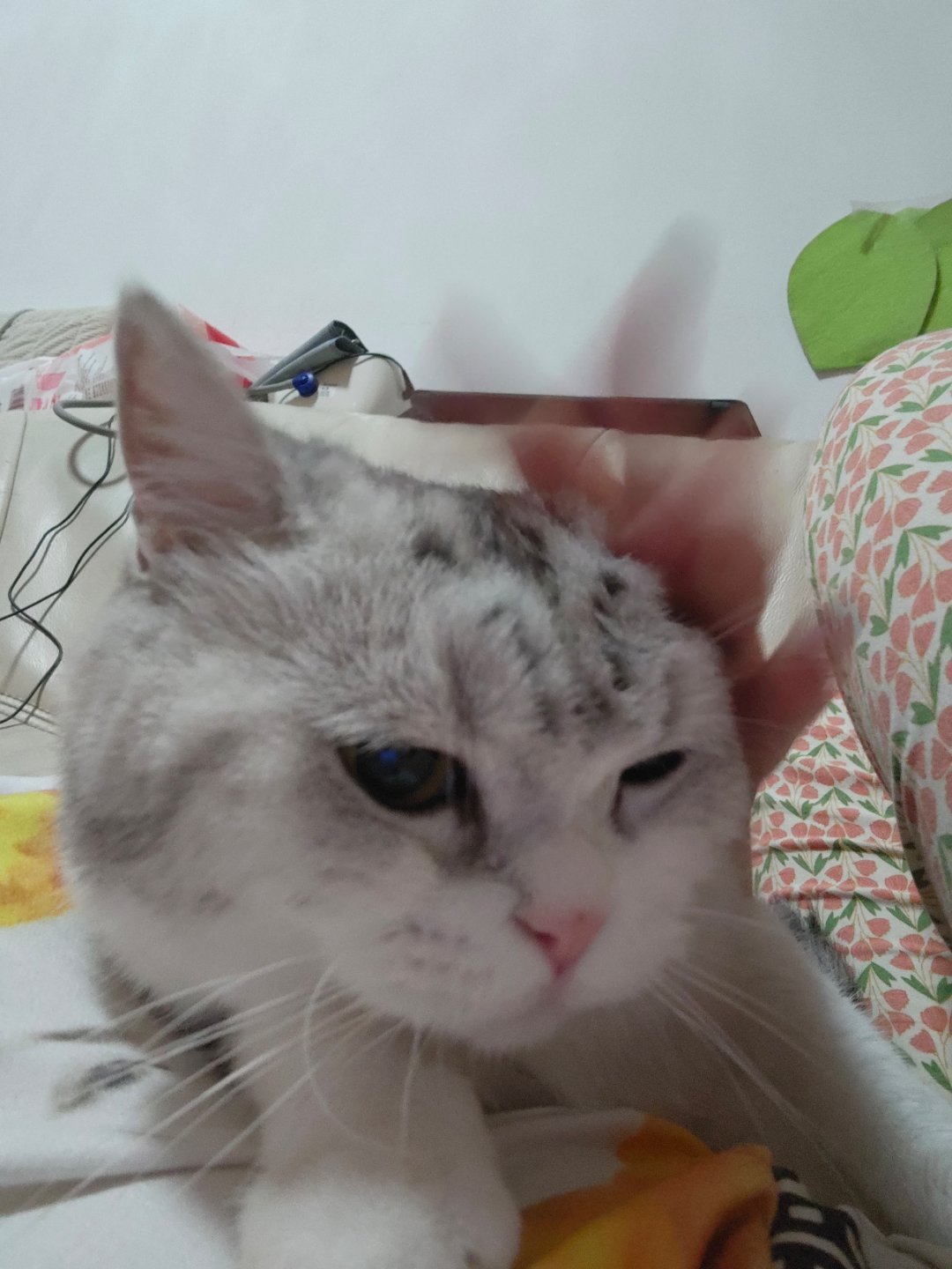 跳跳是只起司猫 开机中 
