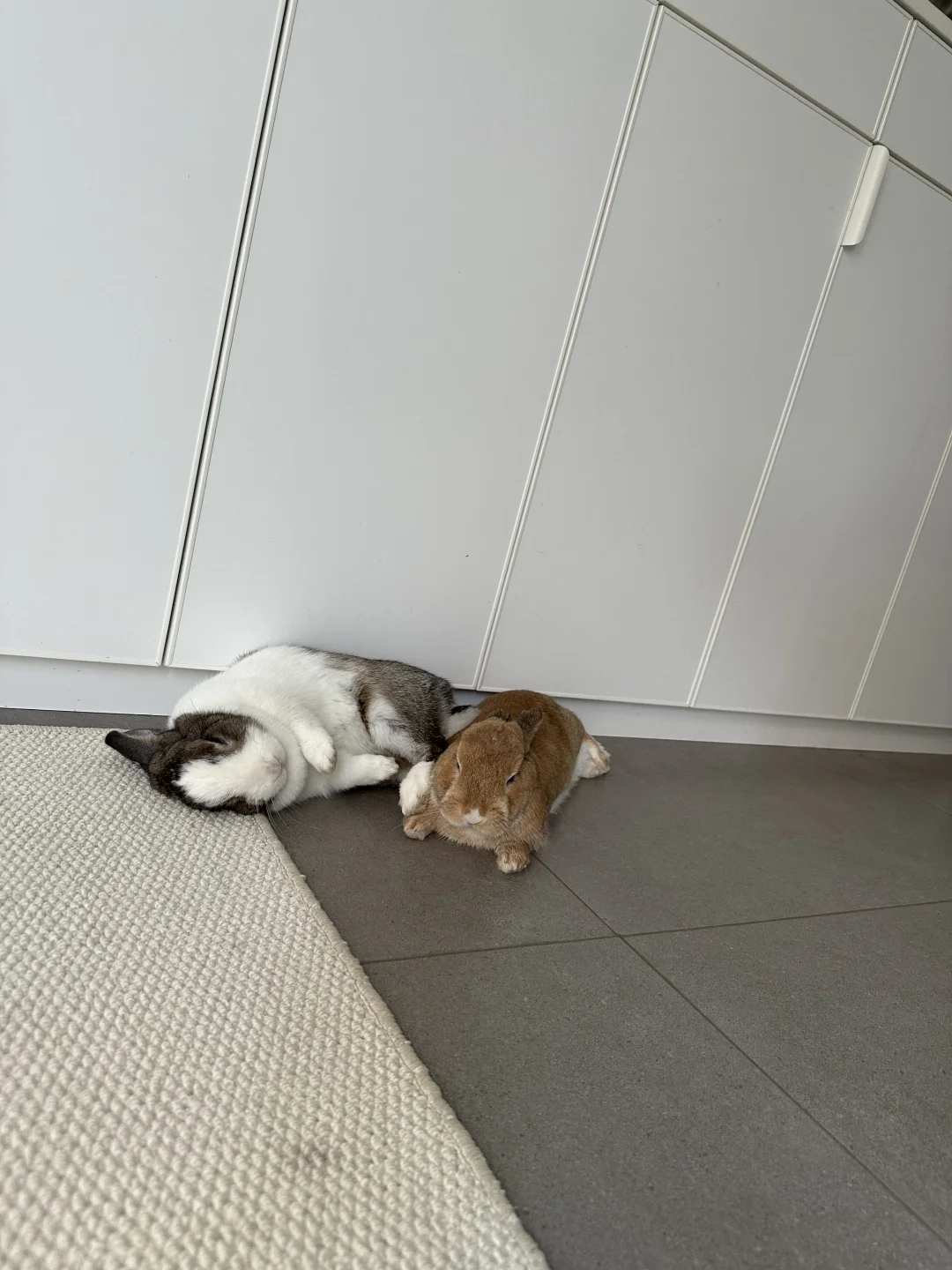 俩兔早上准时来叫我起床