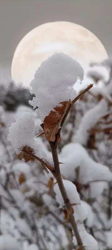 上联:月渐落寒霜似雪
下联:晨曦升曙光如金