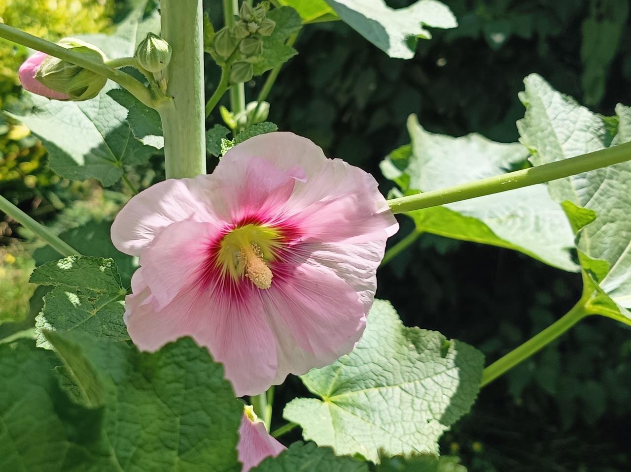时光缓缓前行，夏花灼灼盛开。每一朵花开，都是生活赠予我的温柔鼓励。