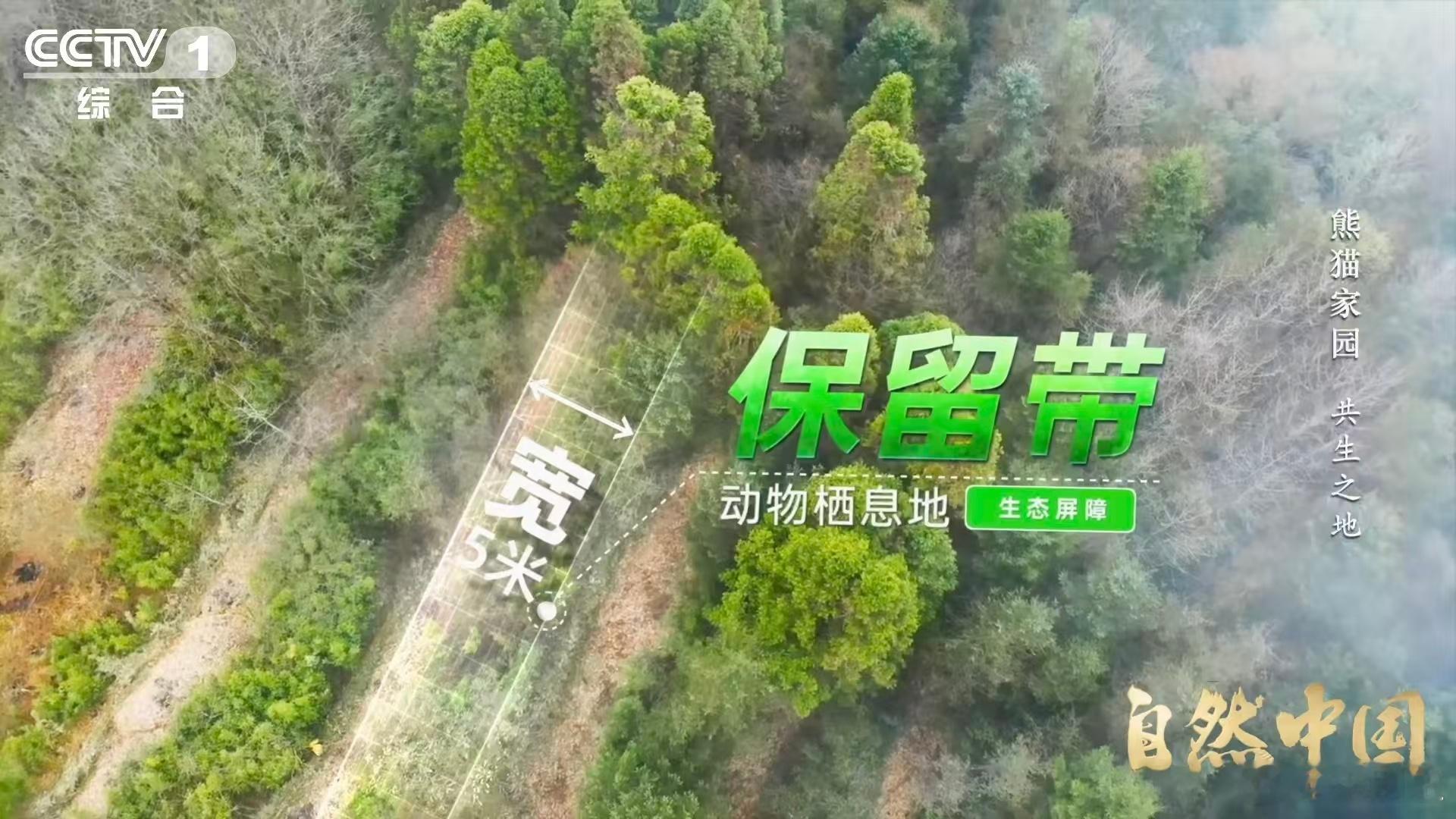 原来大熊猫不喜欢竹林疯长自然中国 你以为是竹林，大熊猫以为是迷宫。