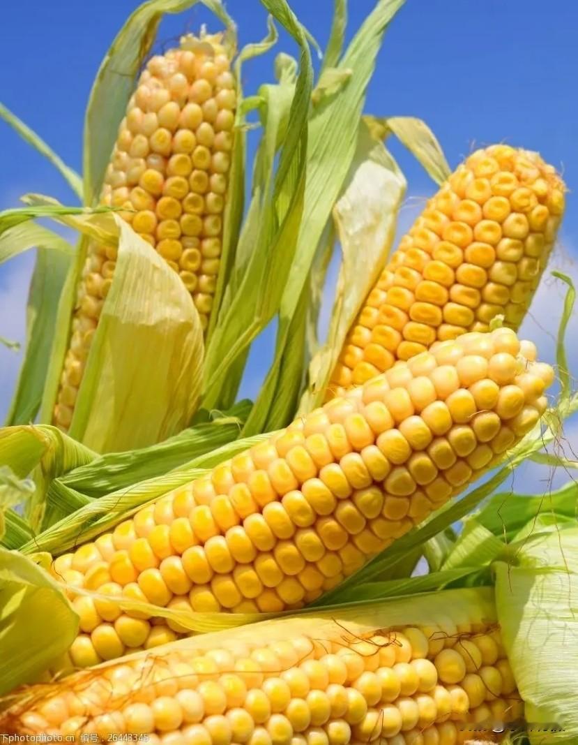 在我们老家，台州玉米叫