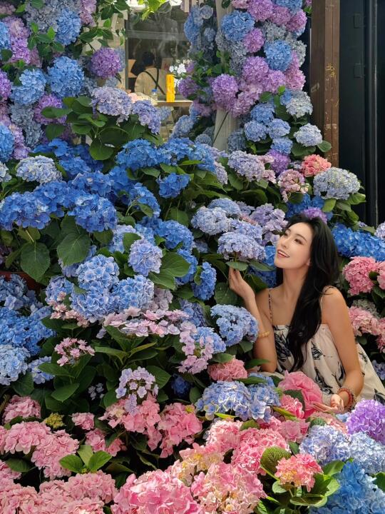 北京📍北锣鼓巷胡同里的绣球花海开啦～🪻