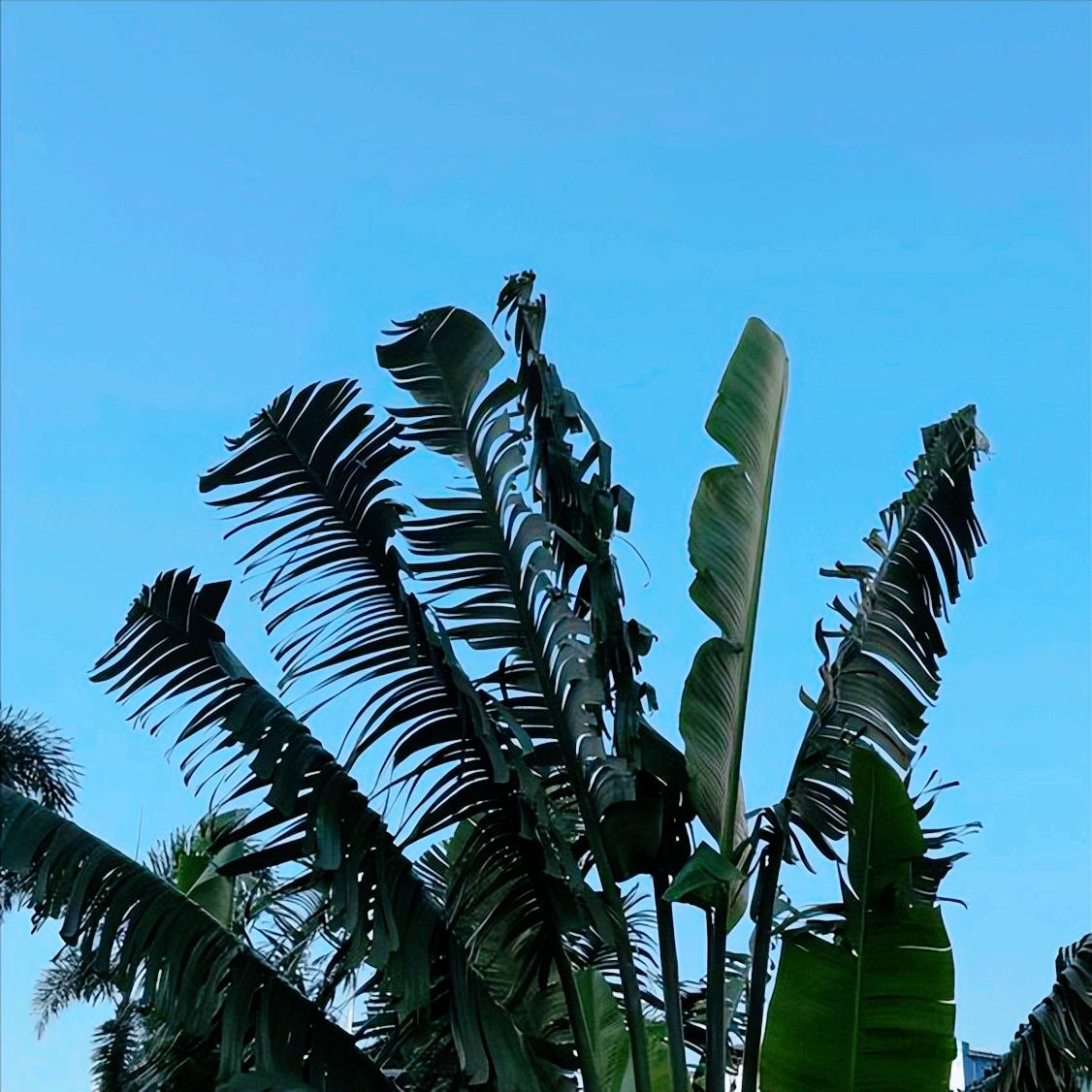 川普在华盛顿这样说
 
11月24日，川普在华盛顿这样说：
 
双方正在全面落实