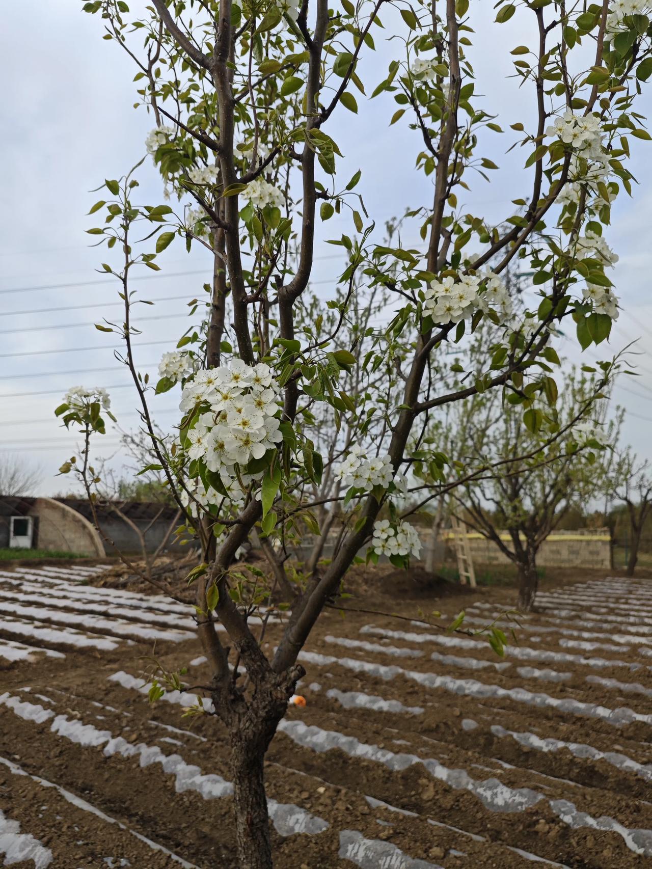 梨树9月份能修剪吗？秋后修剪正当时
 
很多种梨的老果农都知道，梨树管理讲究“夏