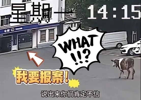 湖北老牛成“报案高手”，自己找派出所寻主人
 
湖北一派出所上演离谱名场面！一头
