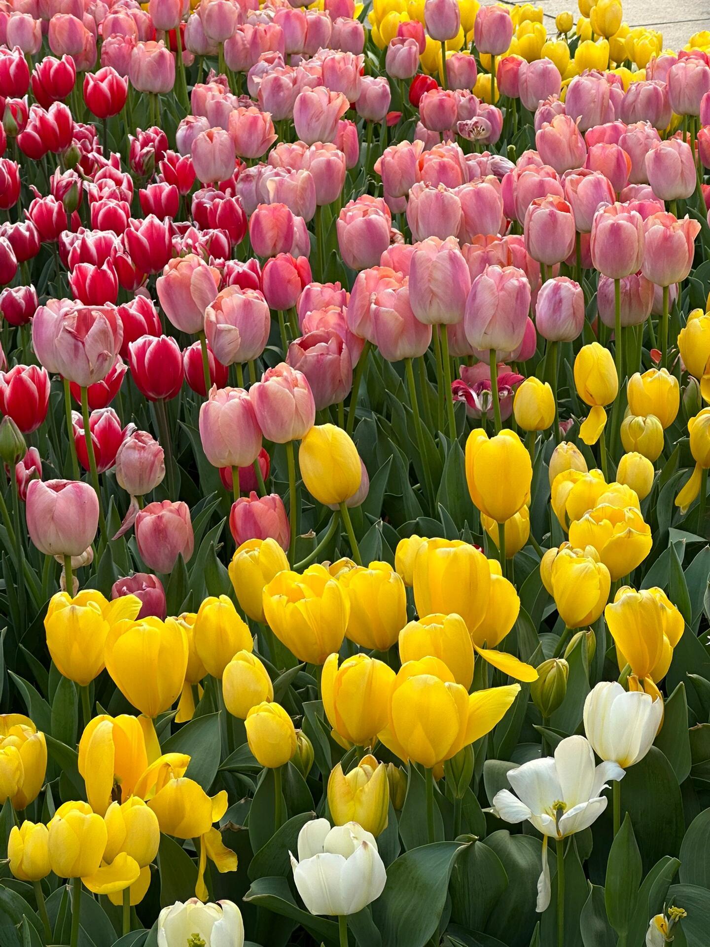 ✱(🍞罒 ᗜ 罒🍞)✱ : 人的外出活动🍅🥄 