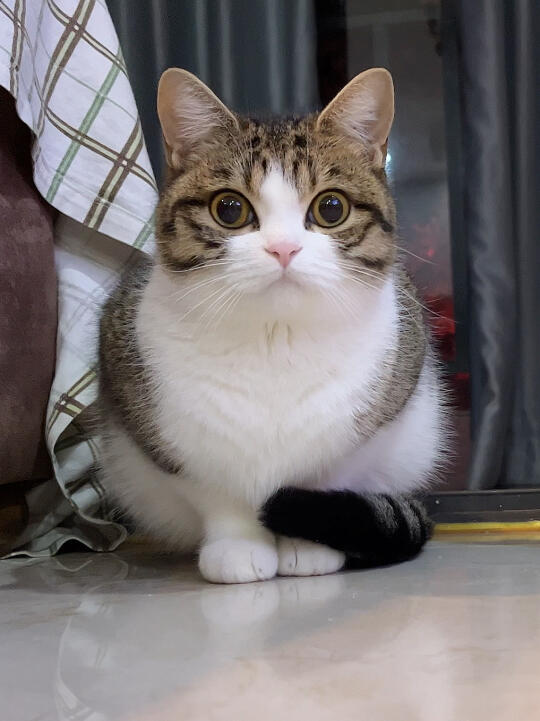 朋友问我狸花猫是怎么养得水灵灵的