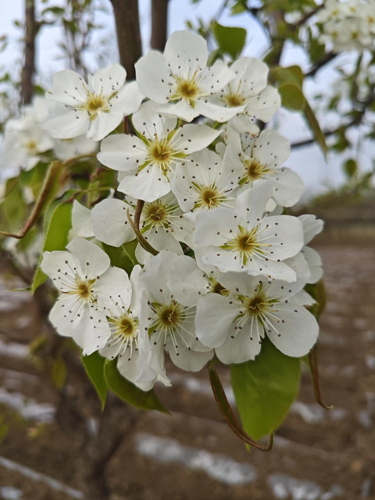 . 地膜田垄间，一树梨花， 把春天揉成 了温柔的白。
七言绝句·题田头梨花《原创