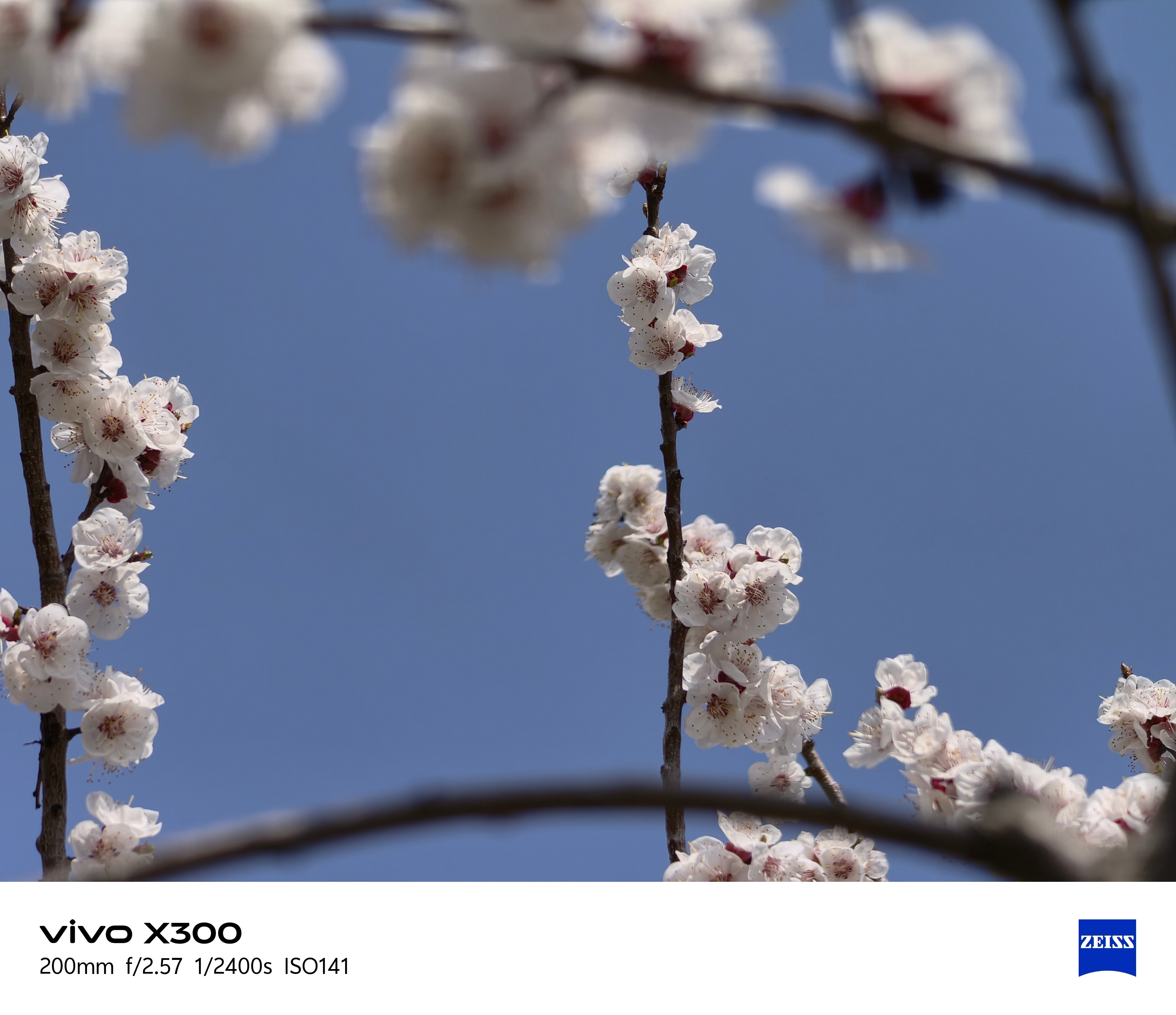 迎来大晴天了，用vivo X300搭配增距镜拍了一些，大家感受下这画质和虚化效果