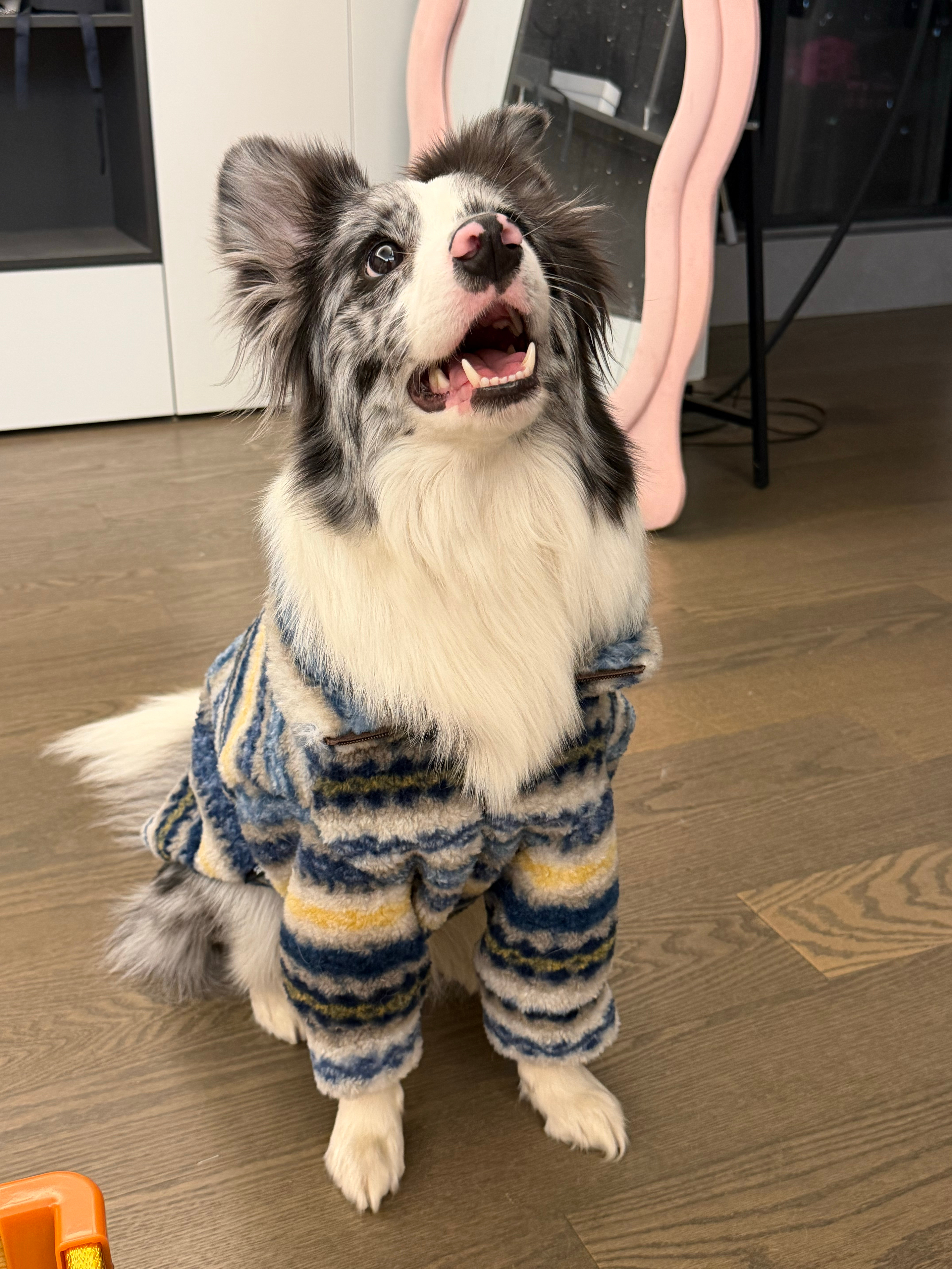 有没有养小女狗🎀的宝宝能告诉我绝育了是利大于弊还是弊大于利呀 