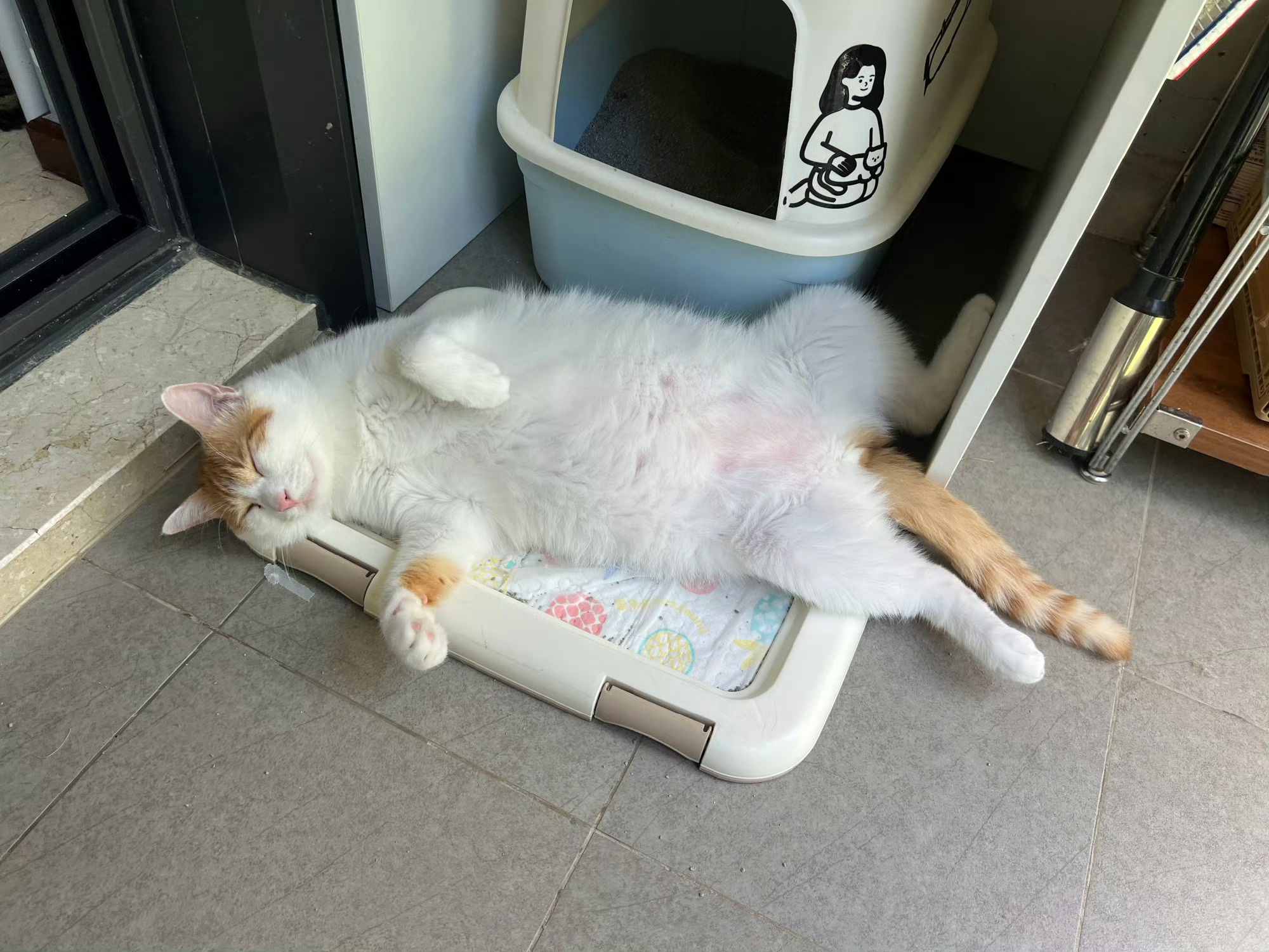 这是醉倒在猫砂盆外了吗？睡姿好好笑萌宠c位计划