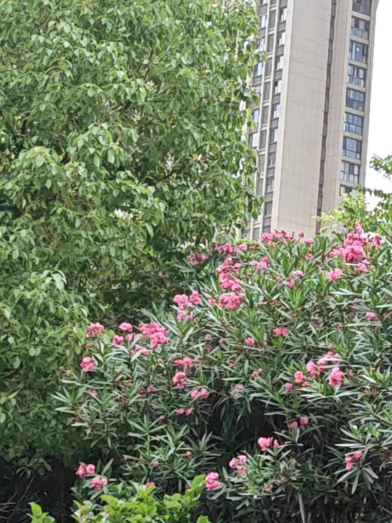 今天有个家长来接孩子，做来访登记时，八卦的问了一下，是姐姐吗？
孩子哈哈大笑说，