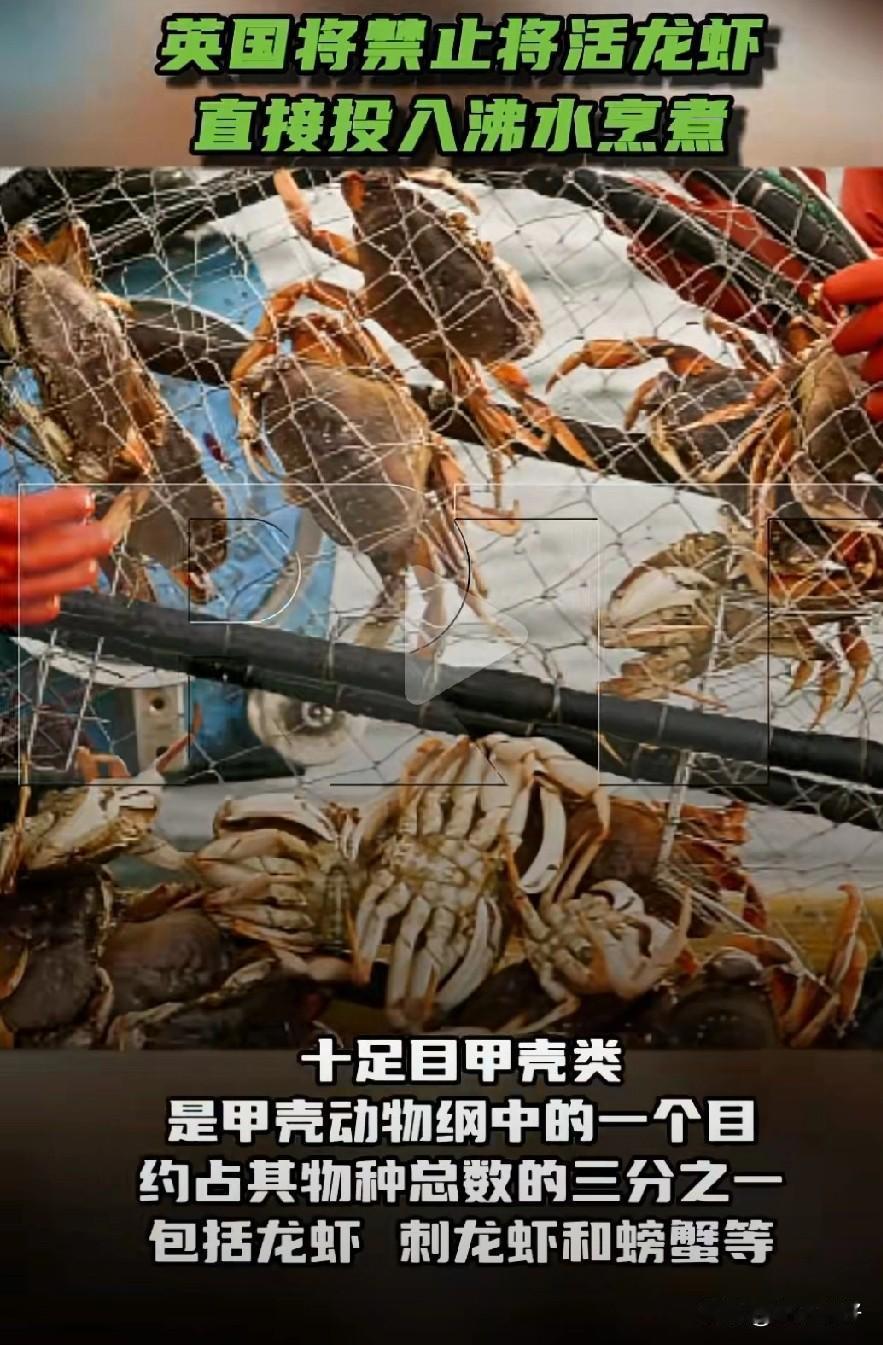 2025年12月22日，英国政府宣布新规：禁止餐饮业和家庭直接活煮龙虾、螃蟹等十