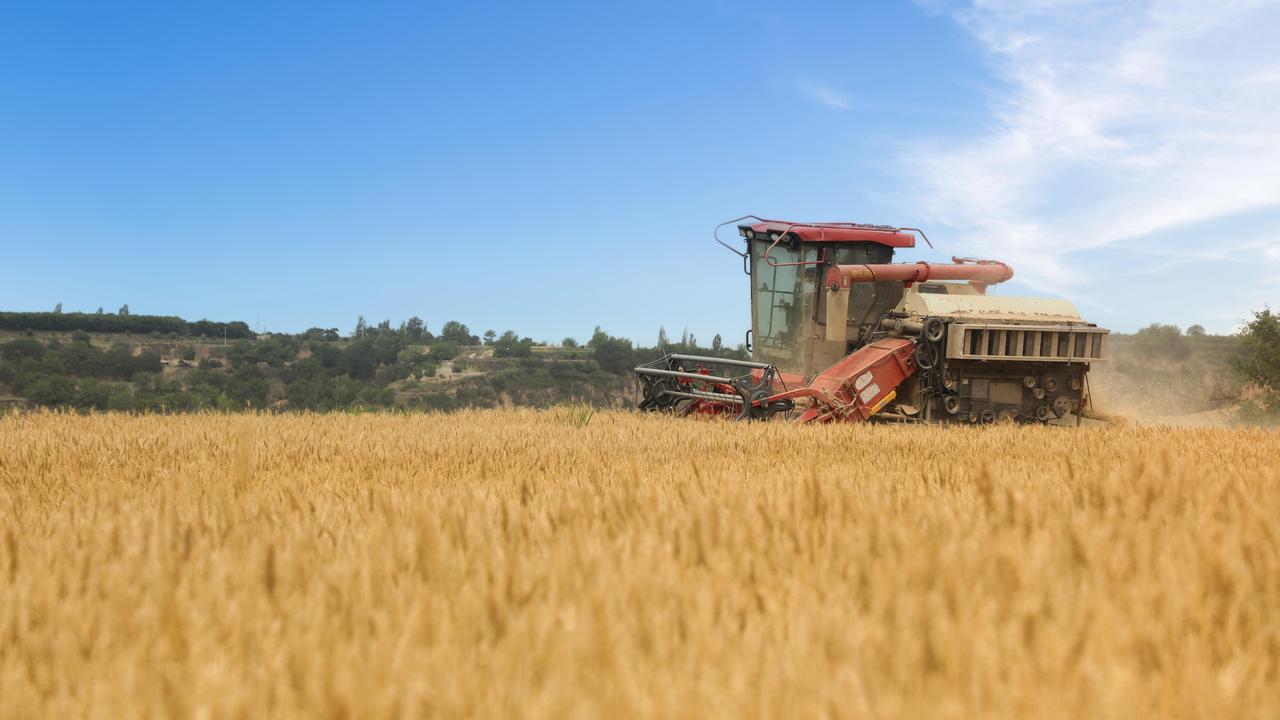 很多人不明白，为什么欧洲要集体大量种植大麦，而我们国家却选择花钱进口，不自己大规