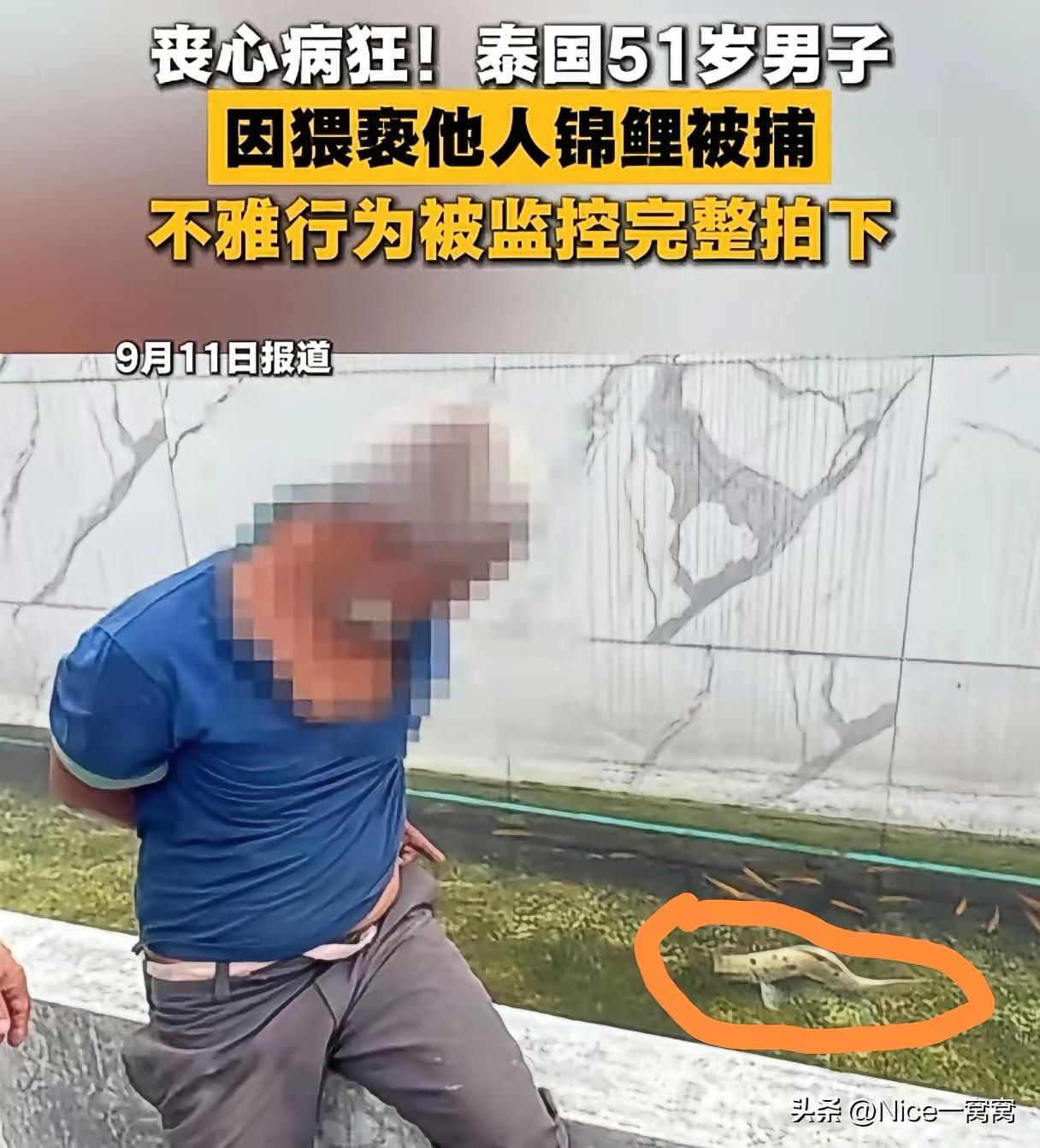 51岁的男子猥亵了邻居家的一条锦鲤视频，监控完整的录了下来。邻居发现了这个事情报