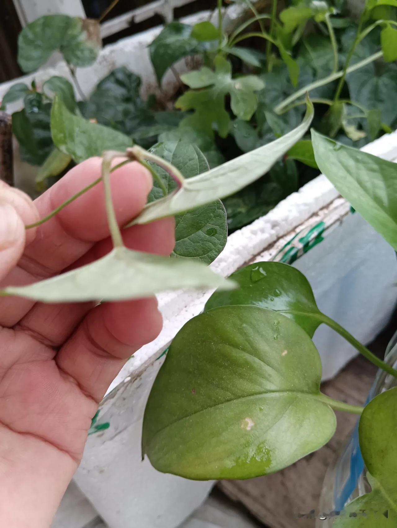 随手拍原创
原来山药豆就是生长在这个地方
不会开花
直接结出果实来