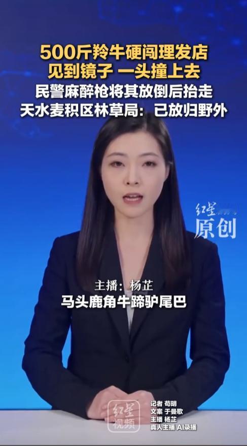 这头牛也太“自恋”了！甘肃天水麦积区，一头重约500斤的羚牛突然闯入一家理发店。