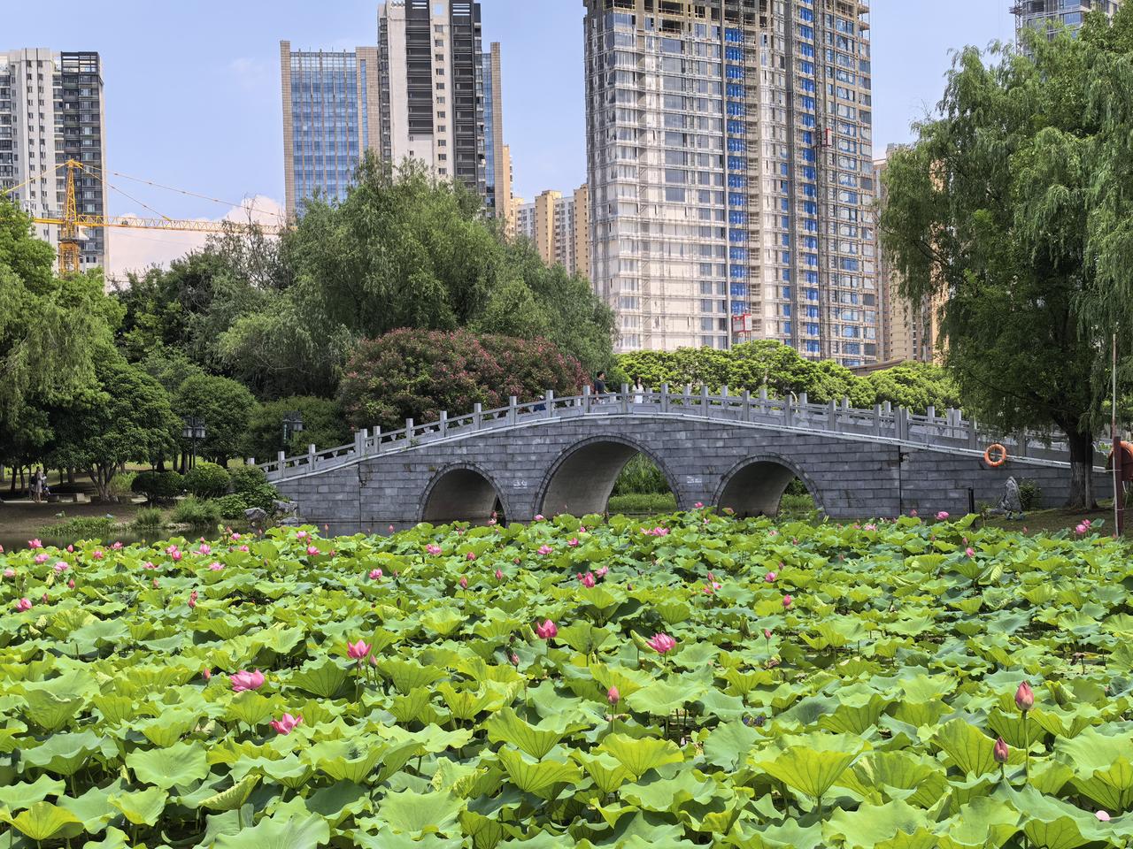 去沙湖公园，想拍个公园荷花的远景，结果拍出来后面全部是高楼大厦[捂脸][捂脸][
