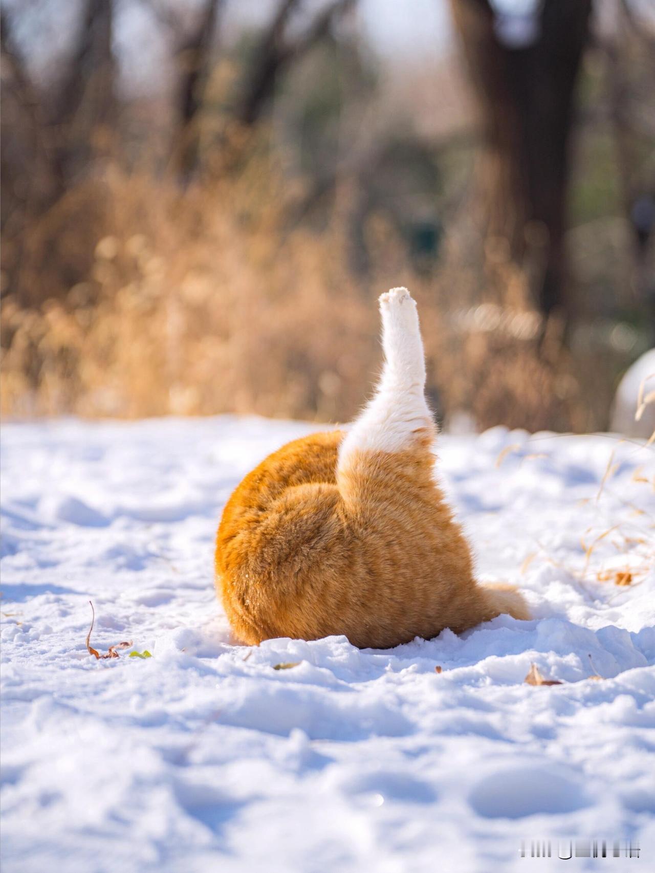 北京初雪最大赢家，是雪地里的猫猫们！
初雪后的“大鸡腿”，特别美味。
北京初雪一