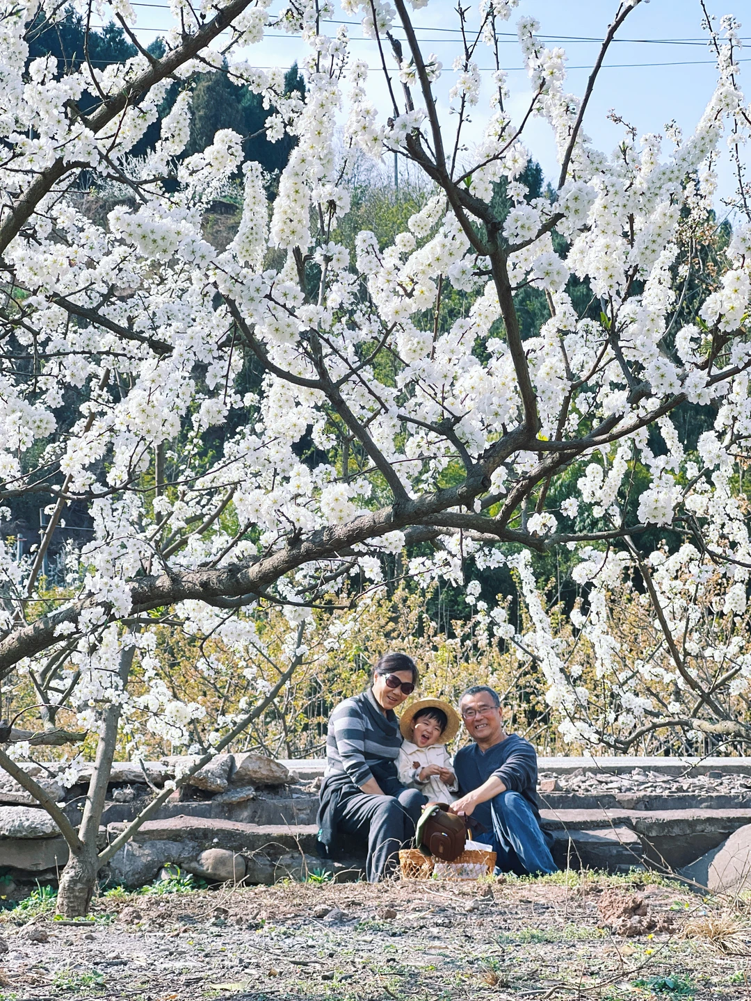 3.5实拍梨花，带父母和宝宝进山去春游