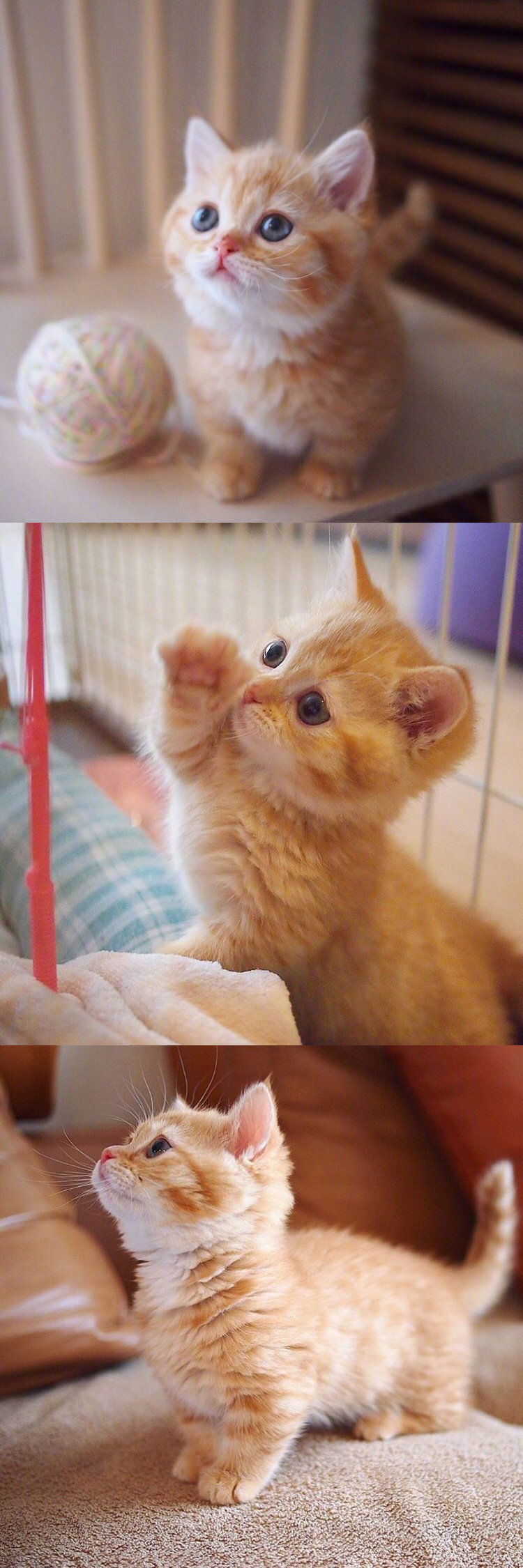可爱的小橘猫，萌化啦[爱你]