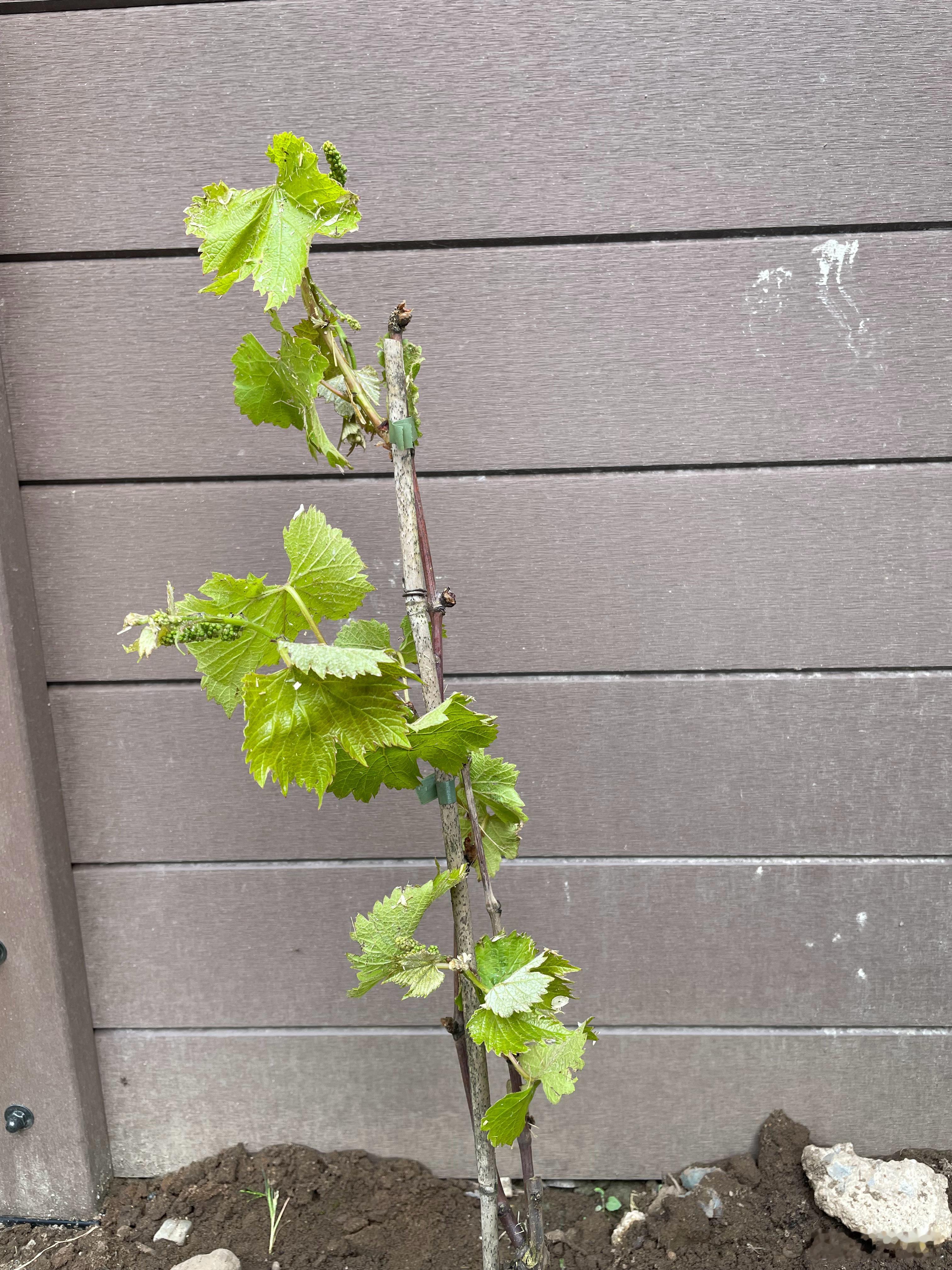 种了棵葡萄🍇今年至少给我结一串吧