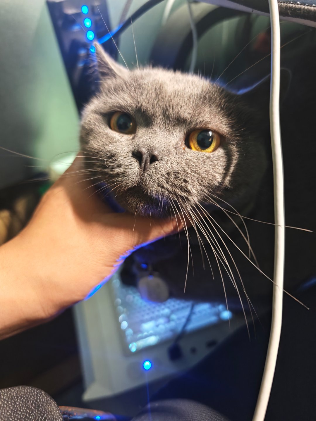 加个班还被这猫强制关机。该减肥了你 