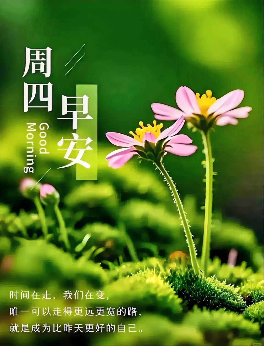 浅夏温润，清风徐来；放下琐碎，自在松弛。周四早安，顺遂无忧。
今日打卡早安心语 