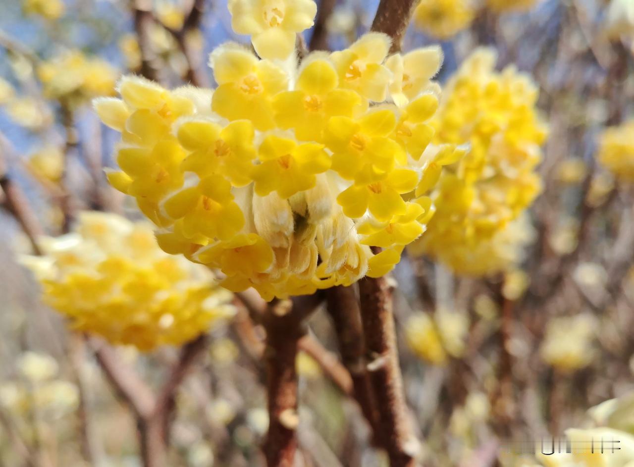 西安植物园内的结香花芬芳馥郁吸引众多游客赏花留影
作者：陈必成
      “这