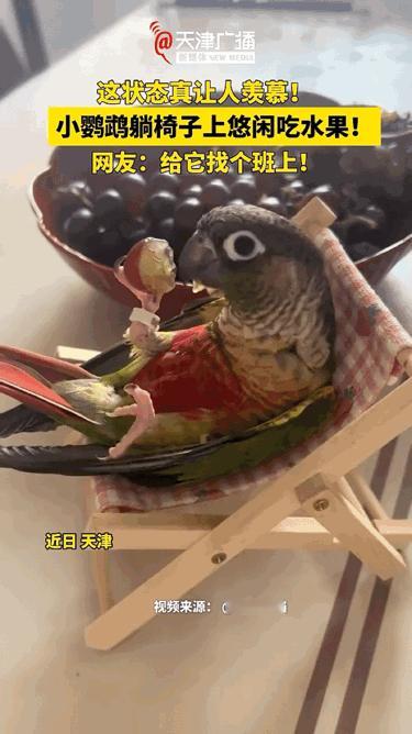 万万没想到，我们人类还在辛苦劳作，这只小鹦鹉却早早过上了这般悠闲的生活，着实令人