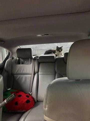 我没养猫，但是开车开到一半，突然发现后视镜里有只猫