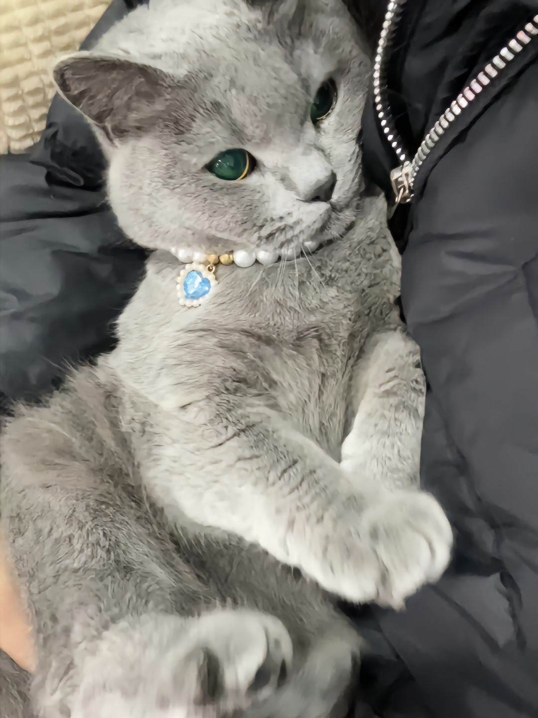 颈上的宝石成了赝品，它的眼眸才是真迹。[舔屏]​​​