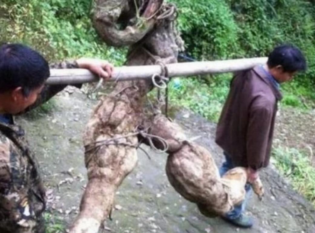 2016年，四川一农民挖出一个250斤重的“树根”，被人以5000块钱买走了，正