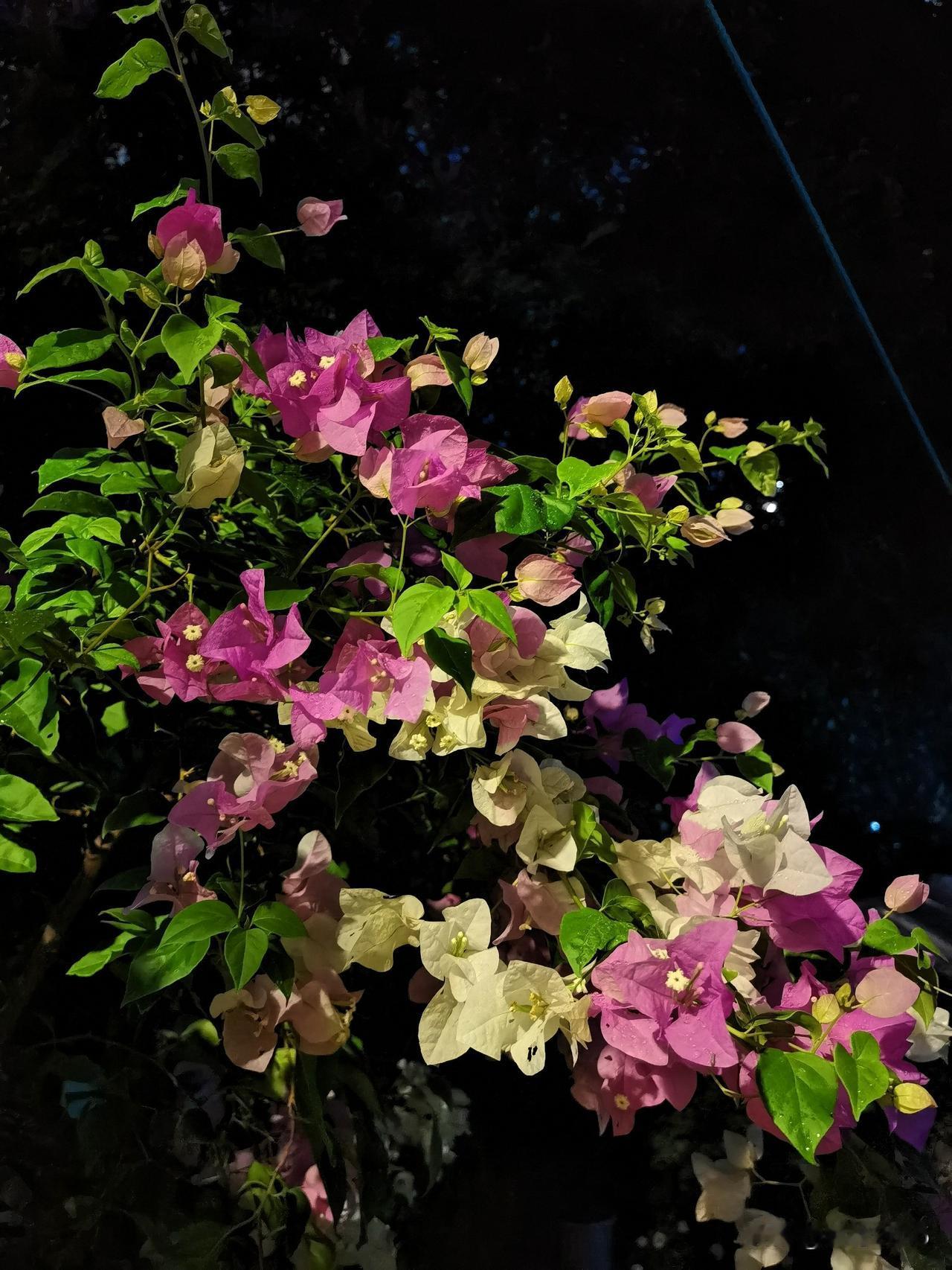 夜色朦胧，独自美丽

昨晚散步，在路边遇到一排三角梅正艳，夜色为幕，灯光作笔，将