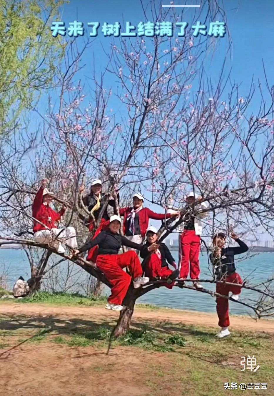 春天来了，树上“结”满大麻，有的挂俩，有的挂三，嘻嘻又哈哈
 
笑到肚子疼，又看