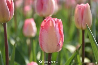 #重庆长寿湖郁金香即将盛开#叮！这里有一封郁金香的春日来信！不出月余，第一波浪漫