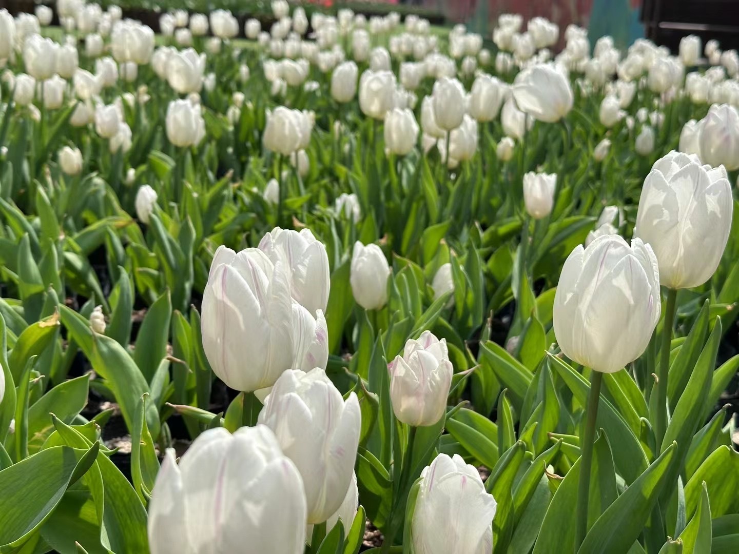 爱与希望是会杀人的乌托邦. ​​​