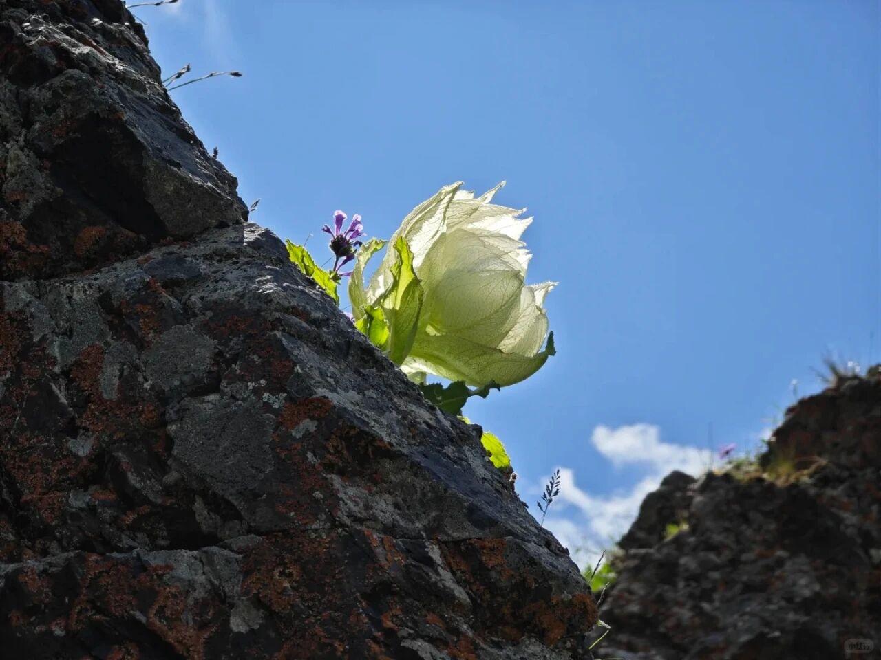 天山雪莲是国家二级保护野生植物，被列入《中国植物红皮书》濒危物种名录，其生长过程