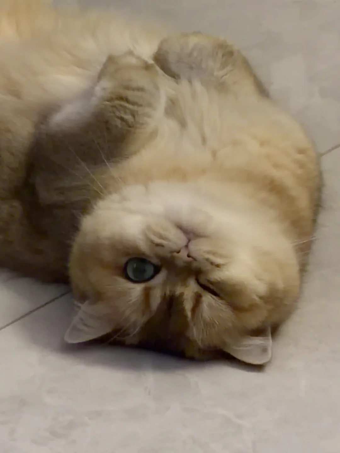 噜像一坨小黄鸭