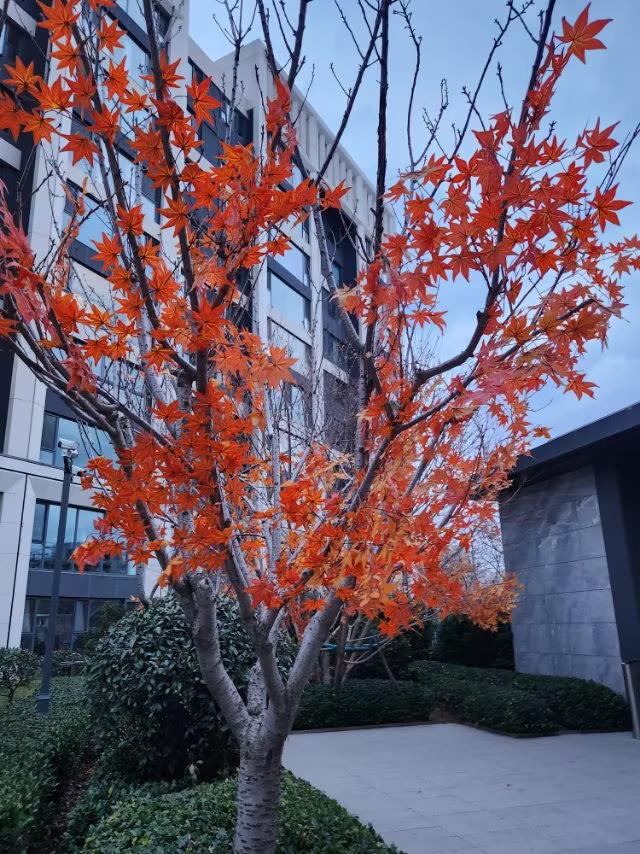 冬日的树木刚落叶为什么又长出了红枫叶🍁
      今天外出时，发现冬日已落叶