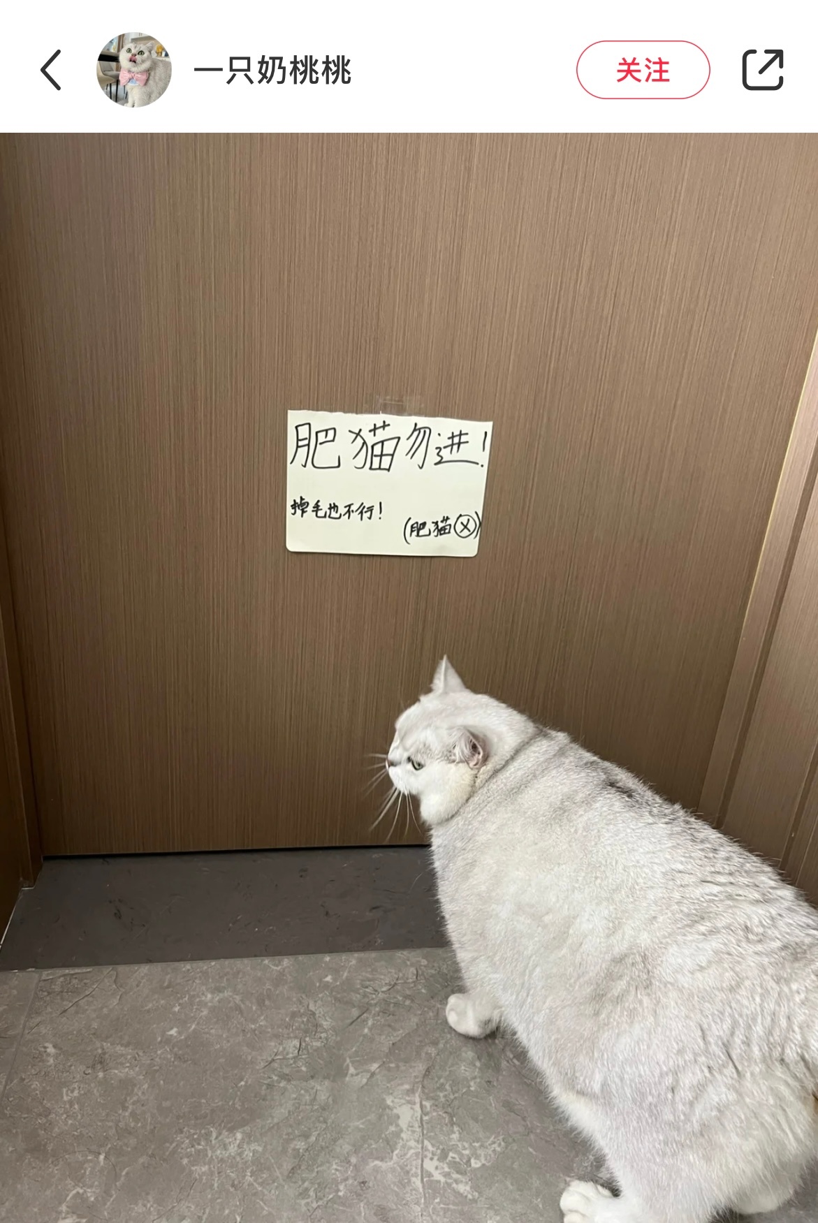 猫：感觉被针对了！ ​​​