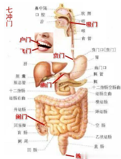 看到一句歌词：“过七冲越焦海三寸的黄泥地。”七冲门，是中医基础理论名词，指人消化