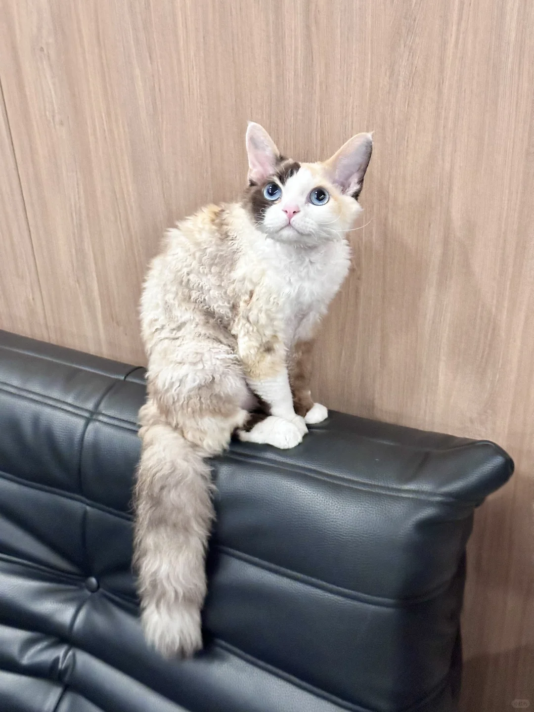 呵～邪恶大尾巴🐿️