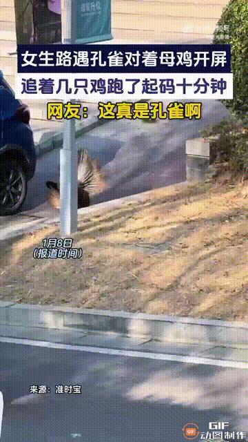 江苏一名女子在一处公园，看见了一只开屏的孔雀，因为听说看见开屏的孔雀会带来好运，